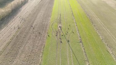 Otlakta duran geyik sürüsü