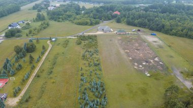 Genç yeşil çam ormanının havadan görünüşü