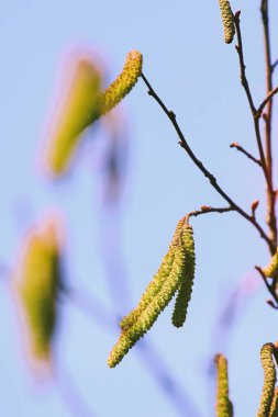 Parlak sarı fındık, doğal ortamında.