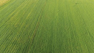 Kuş bakışı tarım arazisi ve sık orman manzarası