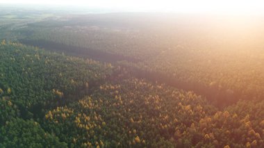 Kırsaldaki renkli sonbahar ormanı