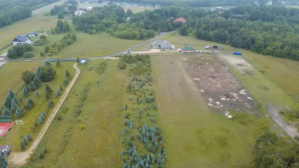 Genç yeşil çam ormanının havadan görünüşü