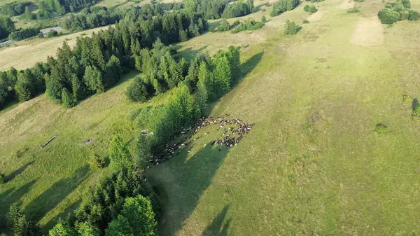 Kırsal yamaçtaki koyunların yüksek açılı görüntüsü