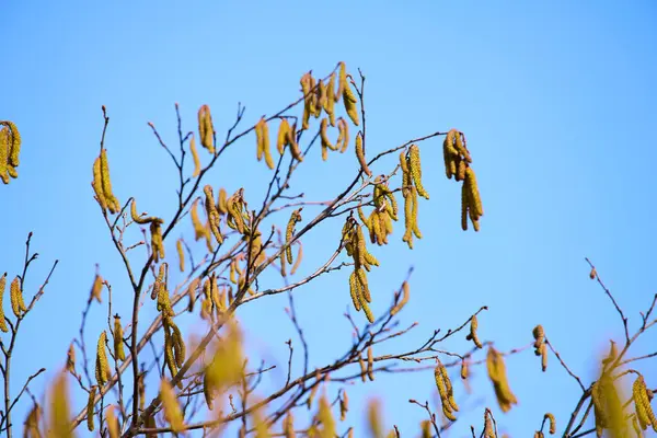 # Fındık ağacının Macro çekimi # # Gün ışığında catkins #