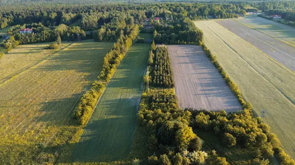 Canlı yaz ormanı ve tarlaları