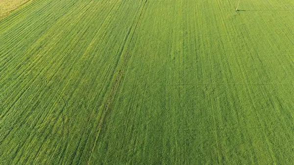 Kuş bakışı tarım arazisi ve sık orman manzarası