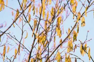 Havadan geçen polenlerin sebep olduğu mevsimsel alerji