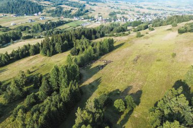 Yeşil çayır üzerinde koyun sürüsünün drone çekimi
