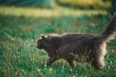 Arka bahçede parlak gözleri olan tüylü gri kedi.