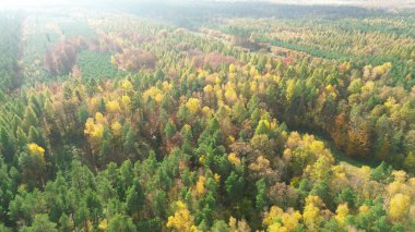 Sonbahar yaprakları panoramik orman görünümünde