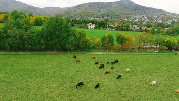 Dağ manzaralı sığırlar otluyor..