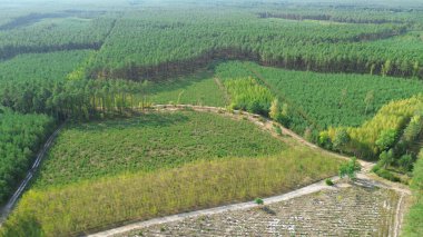 Gökyüzü perspektifinde genç ormanların yeniden büyümesi