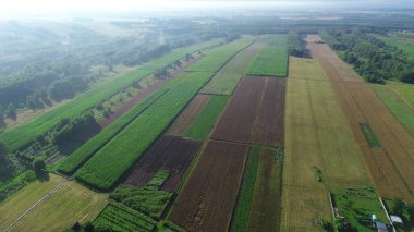 Geniş sisli orman manzarası
