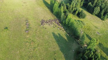 Parçalı bulutlu gökyüzünün altında ağaçlarla kaplı yuvarlanan tepeler.