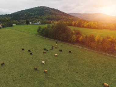 Boynuzlu dağ sığırı Avrupa 'da otluyor.