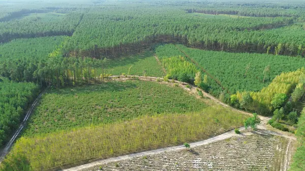 Gökyüzü perspektifinde genç ormanların yeniden büyümesi
