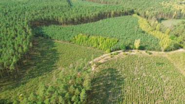 Uçsuz bucaksız yeşil orman plantasyonunun havadan görünüşü