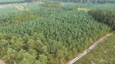 Geniş çam ormanı manzarası havadan çekiliyor
