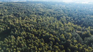 Yaz ormanı manzarasının hava görüntüsü.