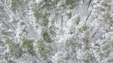 Kışın taze karlı çam ormanı