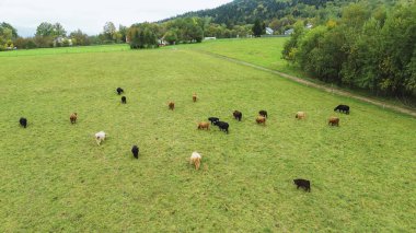 Yeşil çayırlarda otlayan İskoçya sığırları.