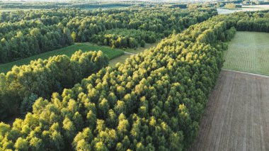 Kalın orman tepe örtüsünün üst manzarası