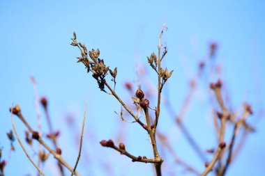 Fındık ağacının yakın plan polen salınımı