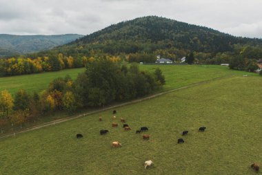 İnek Sürüsü yeşil mera üzerinde.