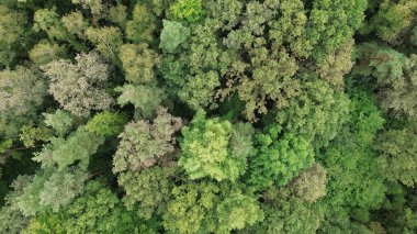 Doğrudan yukarıdan görünen ağaç tepeleri