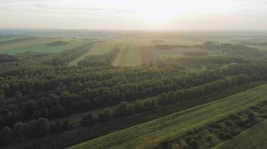 Orman manzarasını kaplayan yoğun sis