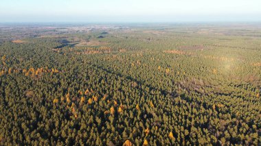 Altın güneş ışığı altında güzel bir sonbahar ormanı