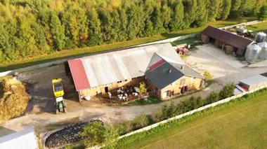 Güneşli bir günde yeşil çayırlarda inekler