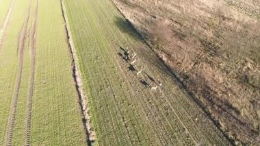 Otlakta otlayan Geyik Sürüsü