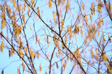 Asılı Catkins ile ağaç poleni alerjisi mevsimi konsepti