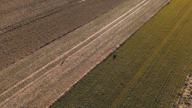 Kırsal alanda geyik sürüsü