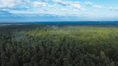 Yeşil orman örtüsü sisle kaplı.