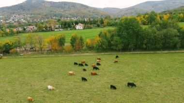 İskoçya sığırları manzaralı doğada otluyor..