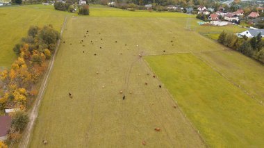 Avrupa kırsalındaki dağlık ineklerin hava perspektifi.