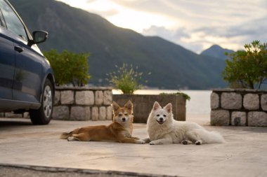 Mutlu köpekler dağlarda dinleniyor..