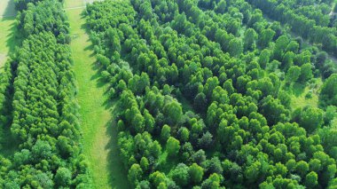 Canlı yaz ormanı ve tarlaları