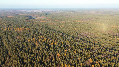 Gün batımında dağları olan manzaralı sonbahar ormanı