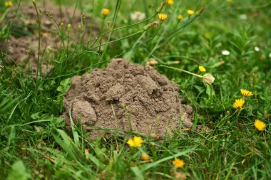 Köstebek yuvası çimenler ve sarı çiçeklerle çevrili.