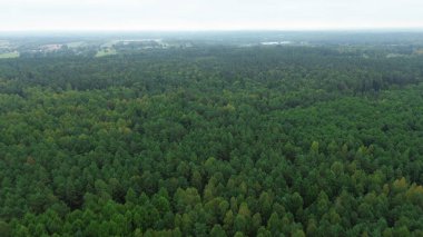 Yoğun sonbahar ormanlarının havadan görünüşü