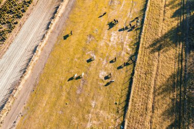Tarlada otlayan sığırların insansız hava aracı görüntüsü