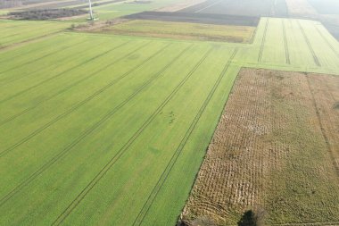 Çimenli kırsal alanda yalnız bir geyik.