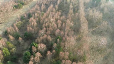Ormanda çıplak ağaç gövdelerinin deseni