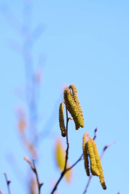 # Fındık ağacının Macro çekimi # # Gün ışığında catkins #