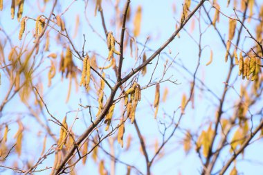 Ağaç dalları ve kedi derileri havaya polen salıyor.