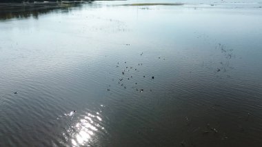Göl veya göletteki kuşlar cenneti, hava aracı manzarası, yaz kuşlarını izlemek.