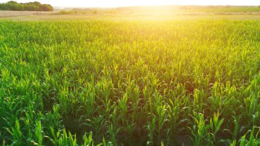 Büyüyen mısır tarlası hava görüntüsü